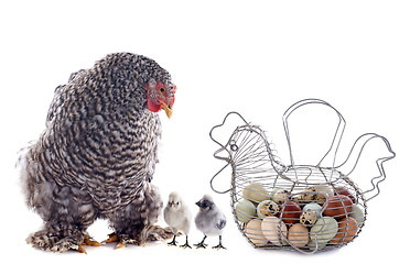 Image showing eggs basket, chicken and chick
