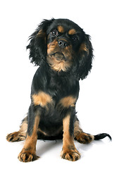 Image showing puppy cavalier king charles