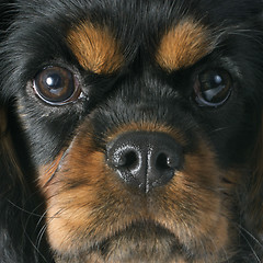 Image showing puppy cavalier king charles