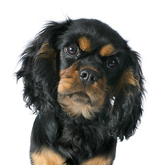 Image showing puppy cavalier king charles