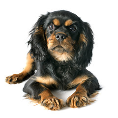 Image showing puppy cavalier king charles