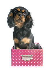 Image showing puppy cavalier king charles