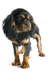 Image showing puppy cavalier king charles