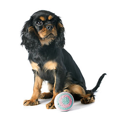 Image showing puppy cavalier king charles