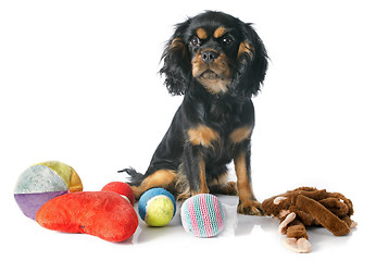 Image showing puppy cavalier king charles