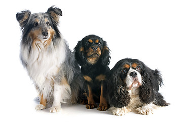 Image showing three dogs