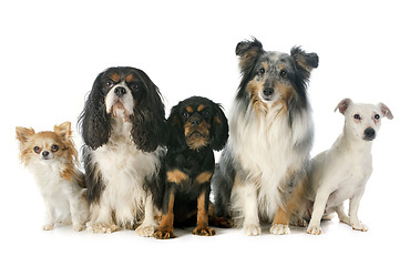 Image showing five dogs