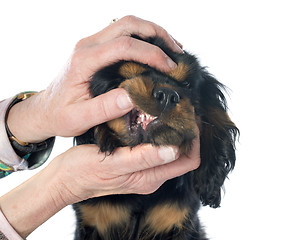 Image showing puppy teeth