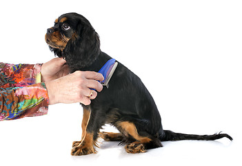 Image showing brushing puppy cavalier king charles