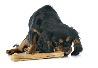 Image showing puppy cavalier king charles