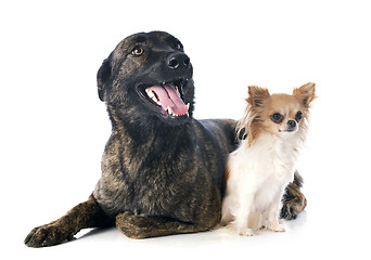 Image showing Holland Shepherd and chihuahua