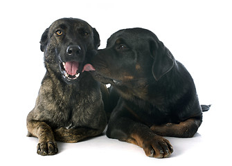 Image showing Holland Shepherd and rottweiler