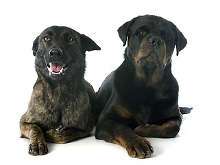 Image showing Holland Shepherd and rottweiler