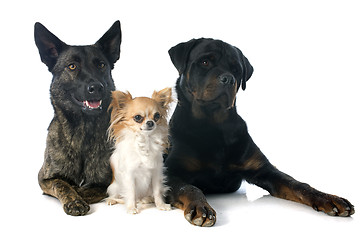 Image showing three dogs