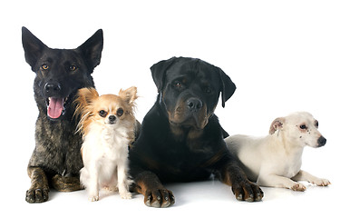 Image showing four dogs