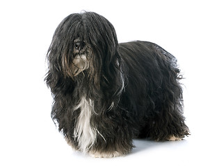 Image showing Tibetan terrier