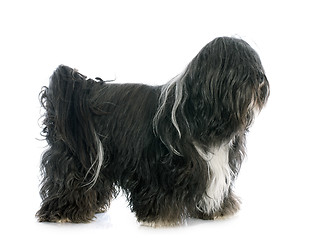 Image showing Tibetan terrier