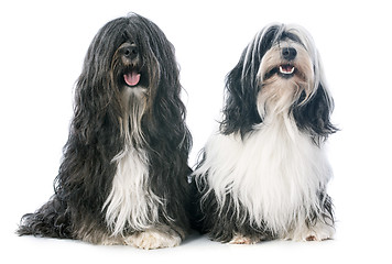 Image showing Tibetan terrier