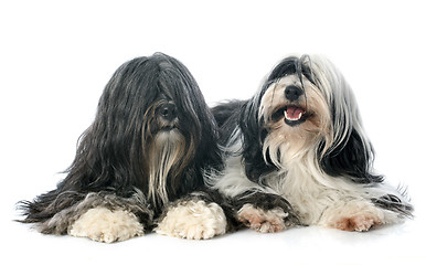 Image showing Tibetan terrier