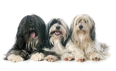 Image showing three Tibetan terrier