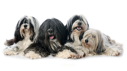 Image showing four Tibetan terrier