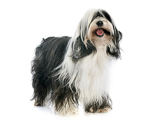 Image showing Tibetan terrier