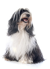 Image showing Tibetan terrier