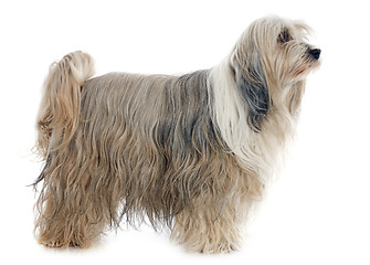 Image showing Tibetan terrier