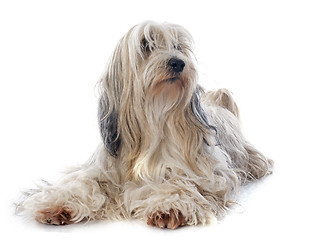 Image showing Tibetan terrier