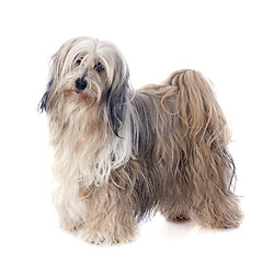 Image showing Tibetan terrier