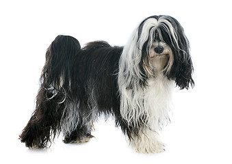 Image showing Tibetan terrier