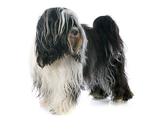 Image showing Tibetan terrier