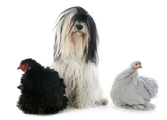Image showing Tibetan terrier and chicken