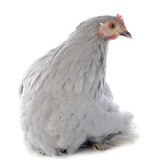 Image showing Pekin chicken