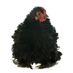 Image showing Pekin chicken