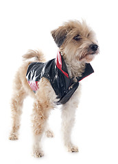 Image showing dressed Tibetan terrier