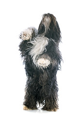 Image showing Tibetan terrier up