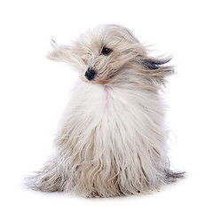 Image showing Tibetan terrier