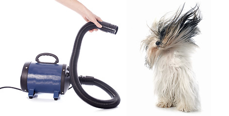 Image showing hair dryer for dog