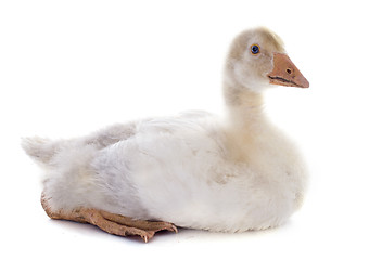 Image showing gosling