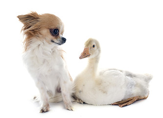 Image showing gosling and chihuahua