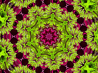 Image showing Chrysanthemum natural pattern