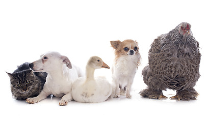 Image showing five animal