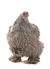 Image showing brahma chicken