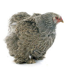 Image showing brahma chicken