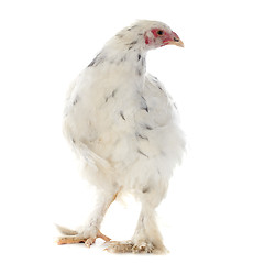 Image showing brahma chicken