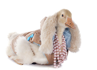 Image showing dressed gosling