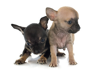 Image showing puppies chihuahua