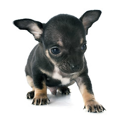 Image showing puppies chihuahua