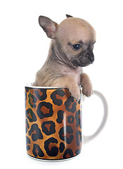 Image showing puppy chihuahua in cup